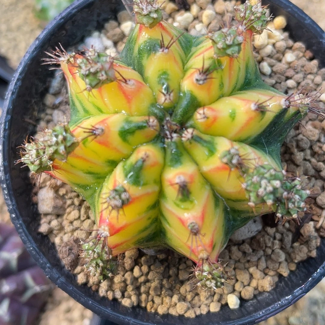 1-196米哈锦5.2厘米