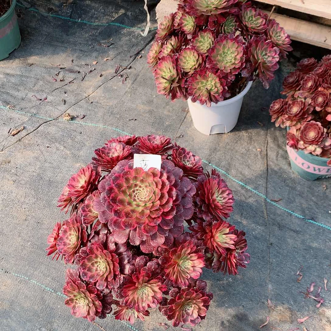 【闪购商品】流*麝香夫人，多肉