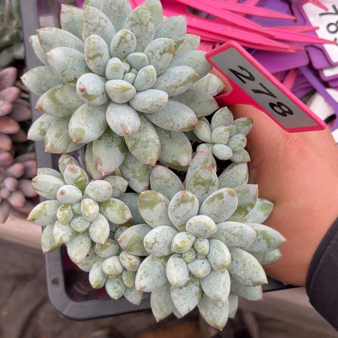 多肉植物奶糖群278