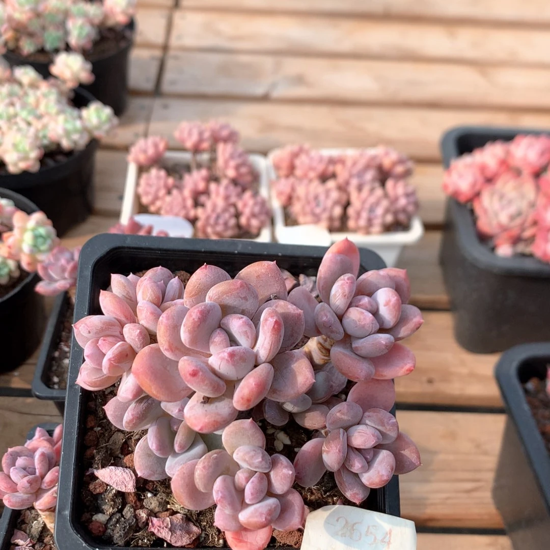 11厘米8头欧洲美人2654