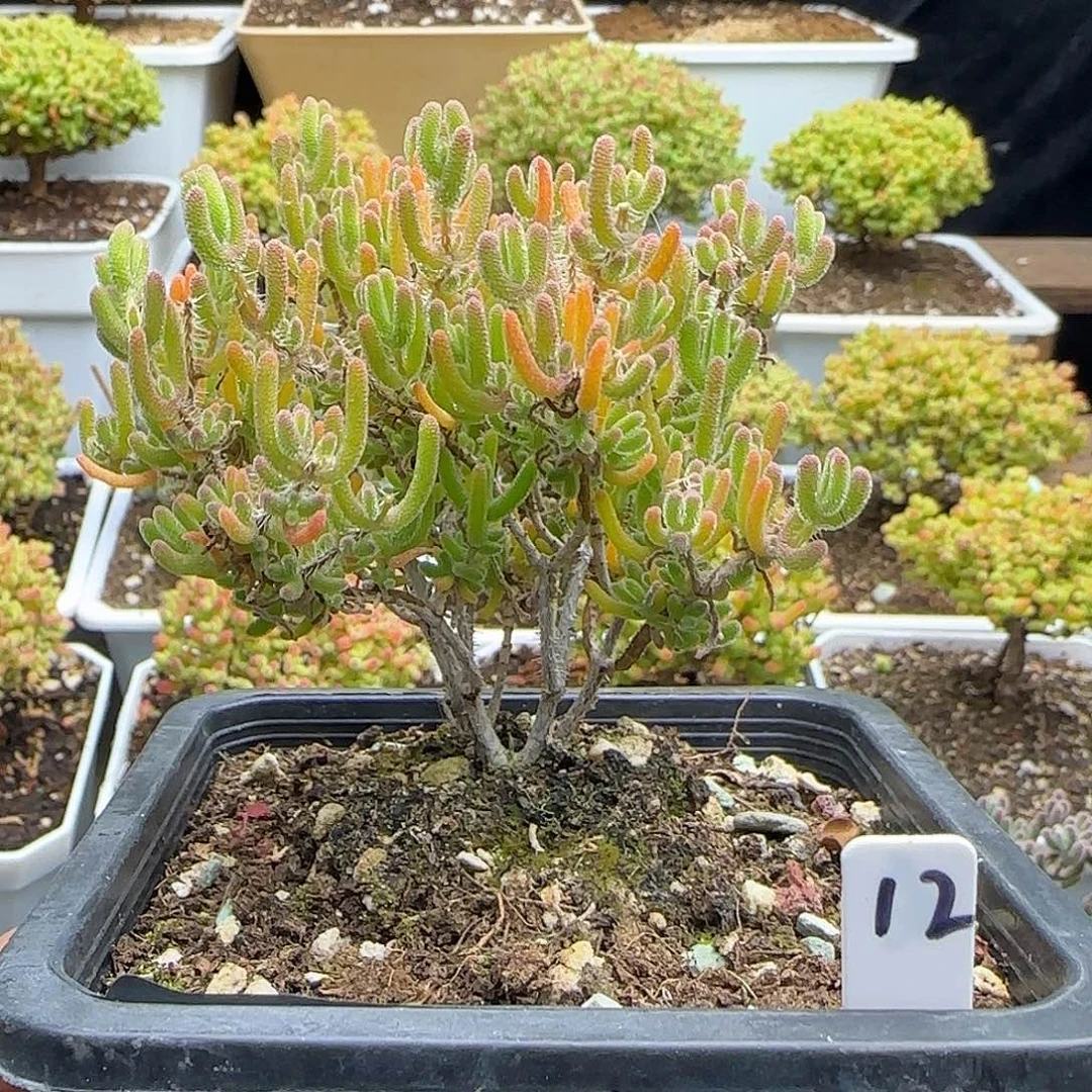 冰橙枝干番杏。。。。