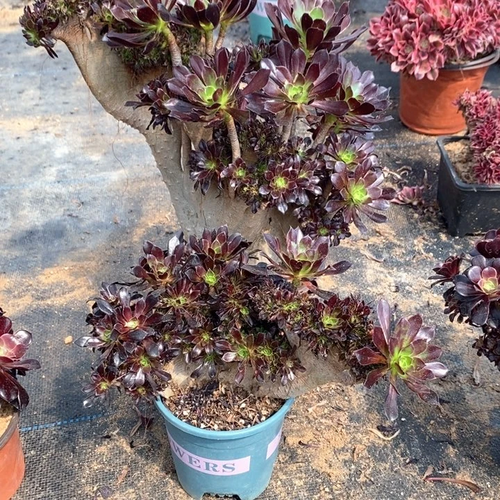 两颗，有伤，黑法师缀化