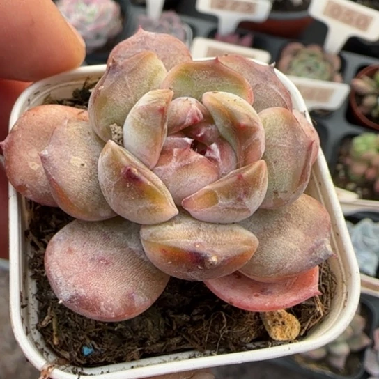 184红恋多肉植物多