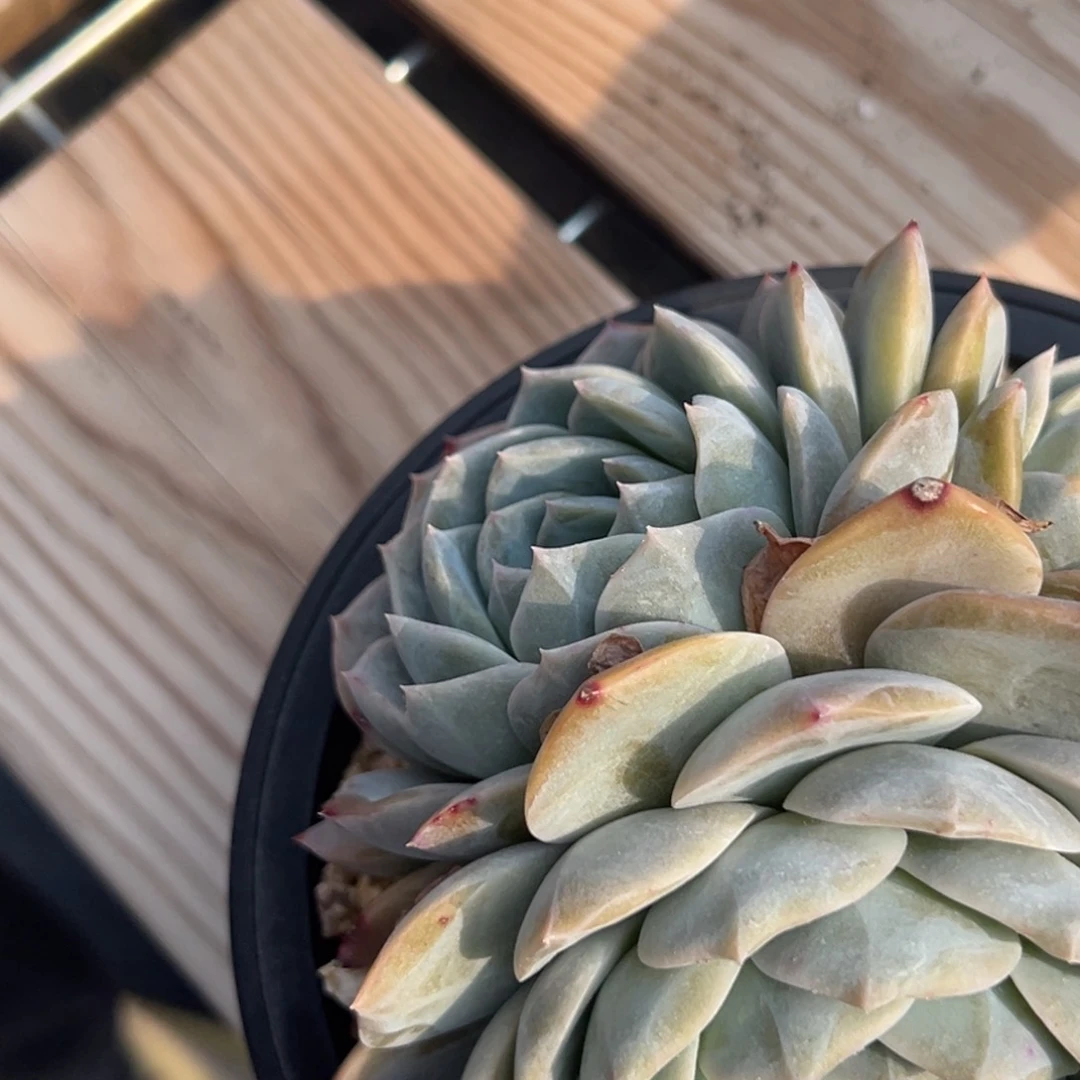 ℒ***?4355多肉多多多的多