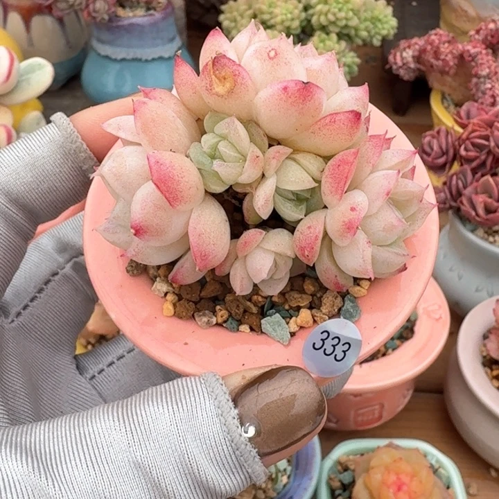 333 多肉含盆土发货 30元包邮 除偏远