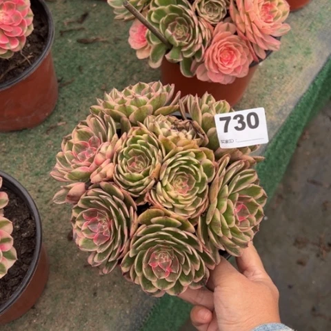 未***✧730海神朵朵多肉，