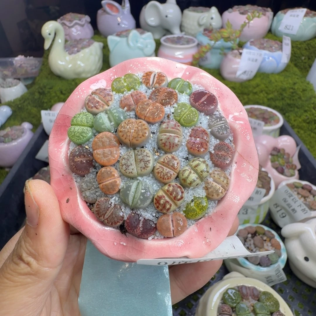 @***ঞ多肉植物福利冲800