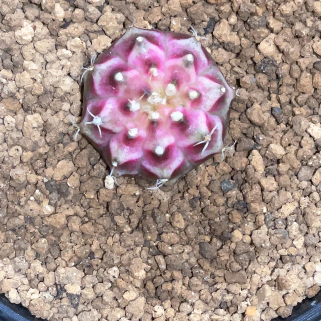 当前无花朵，栽培后可花朵玫粉轮回