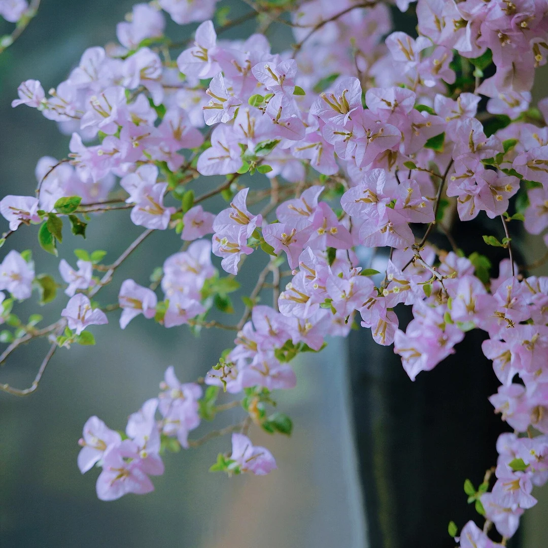 苹果花(伊娃系列)四季开花勤花品种,可爬藤室外阳台庭院
