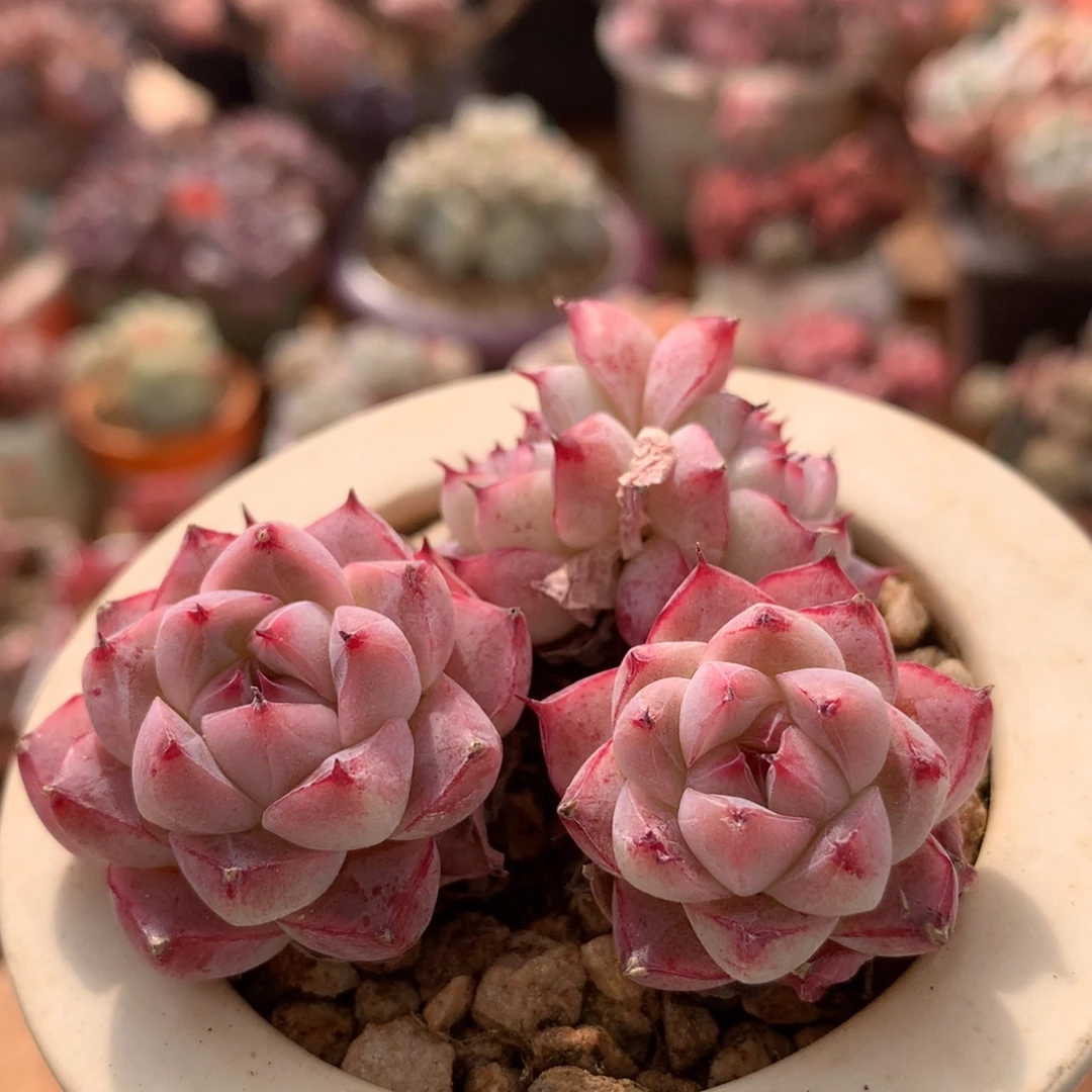 佳人一物一拍 010