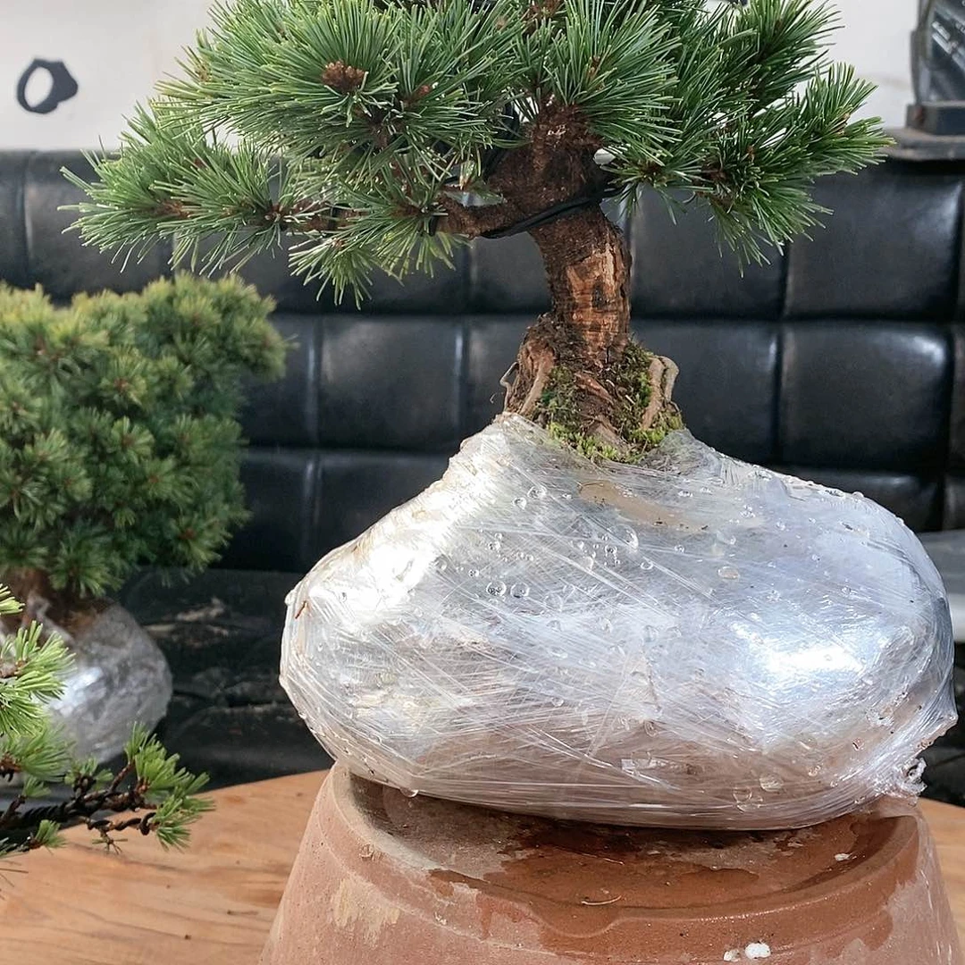 【闪购商品】无花朵