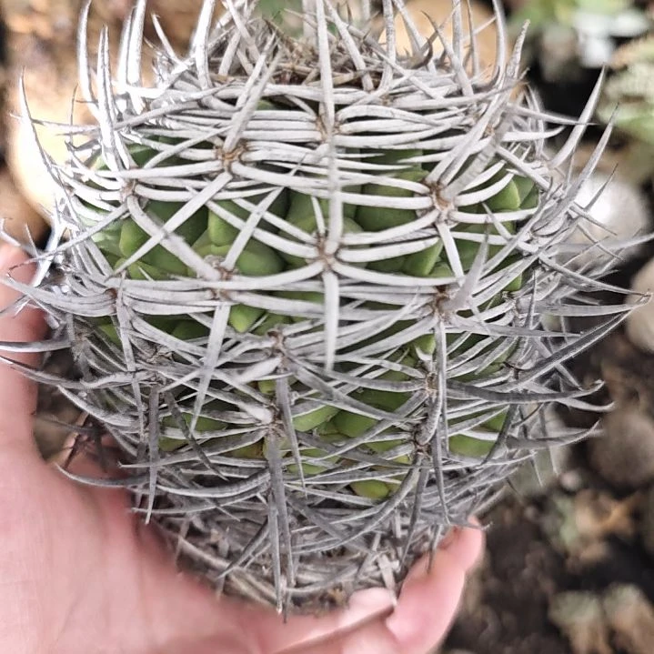 一物一拍，碧岩玉仙人球