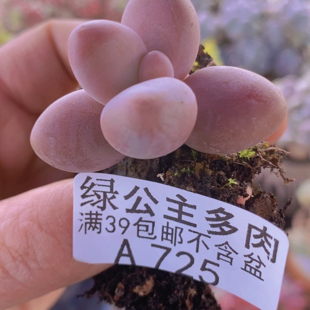 糖果美人单头725多肉酱