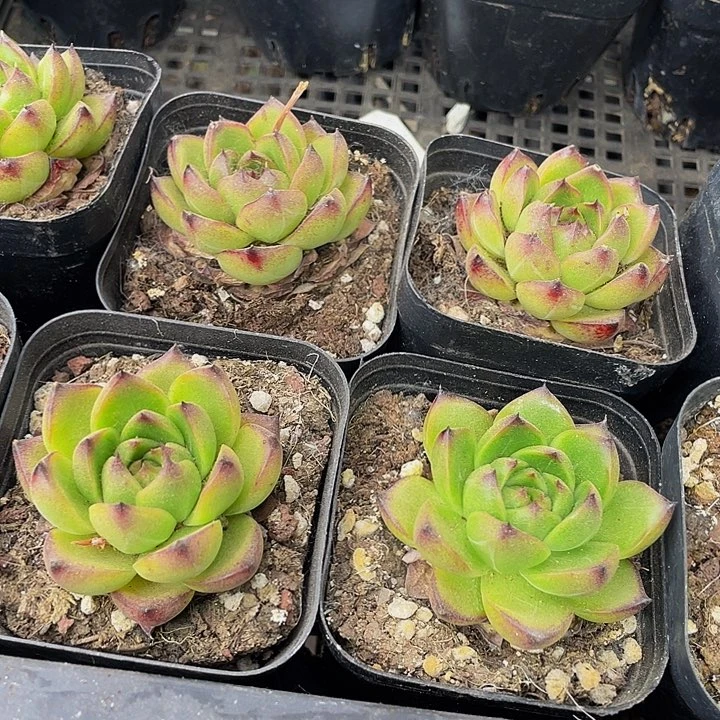 月亮石1.8带盆土发