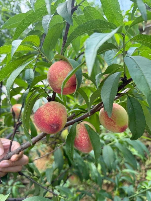 贵州百花桃红血桃新鲜现摘离核多汁当季时令鲜果