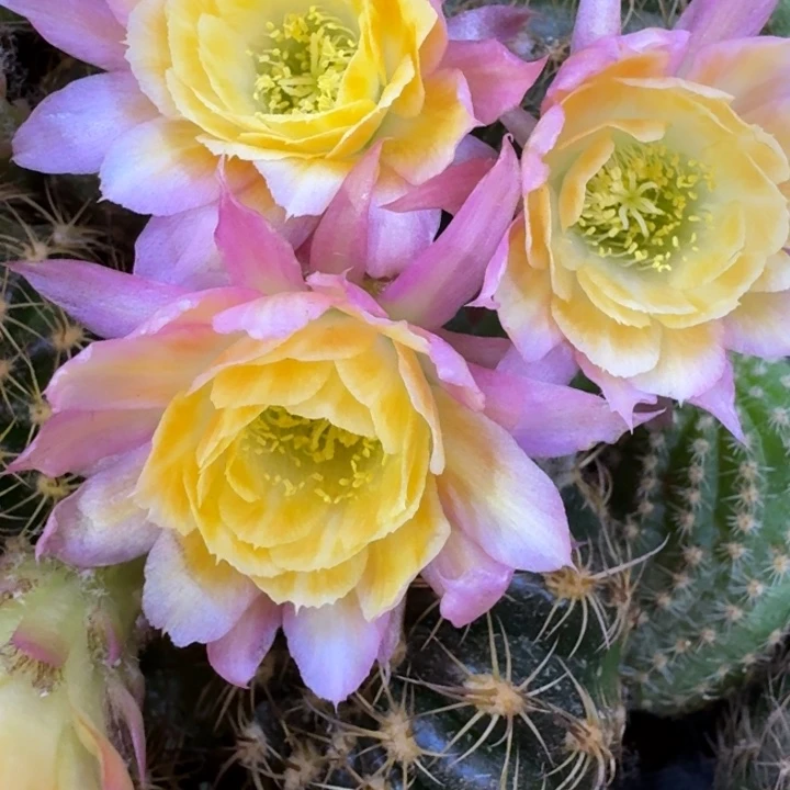 46丽花复活节歪2到3公分左右无根侧牙，20包邮