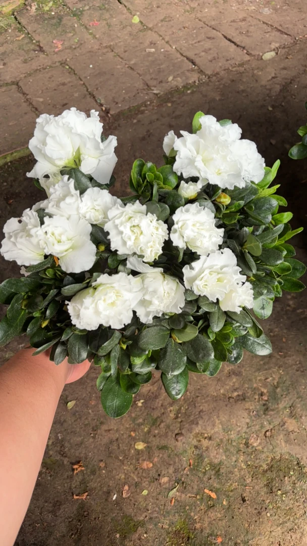 白色 独杆杜鹃花