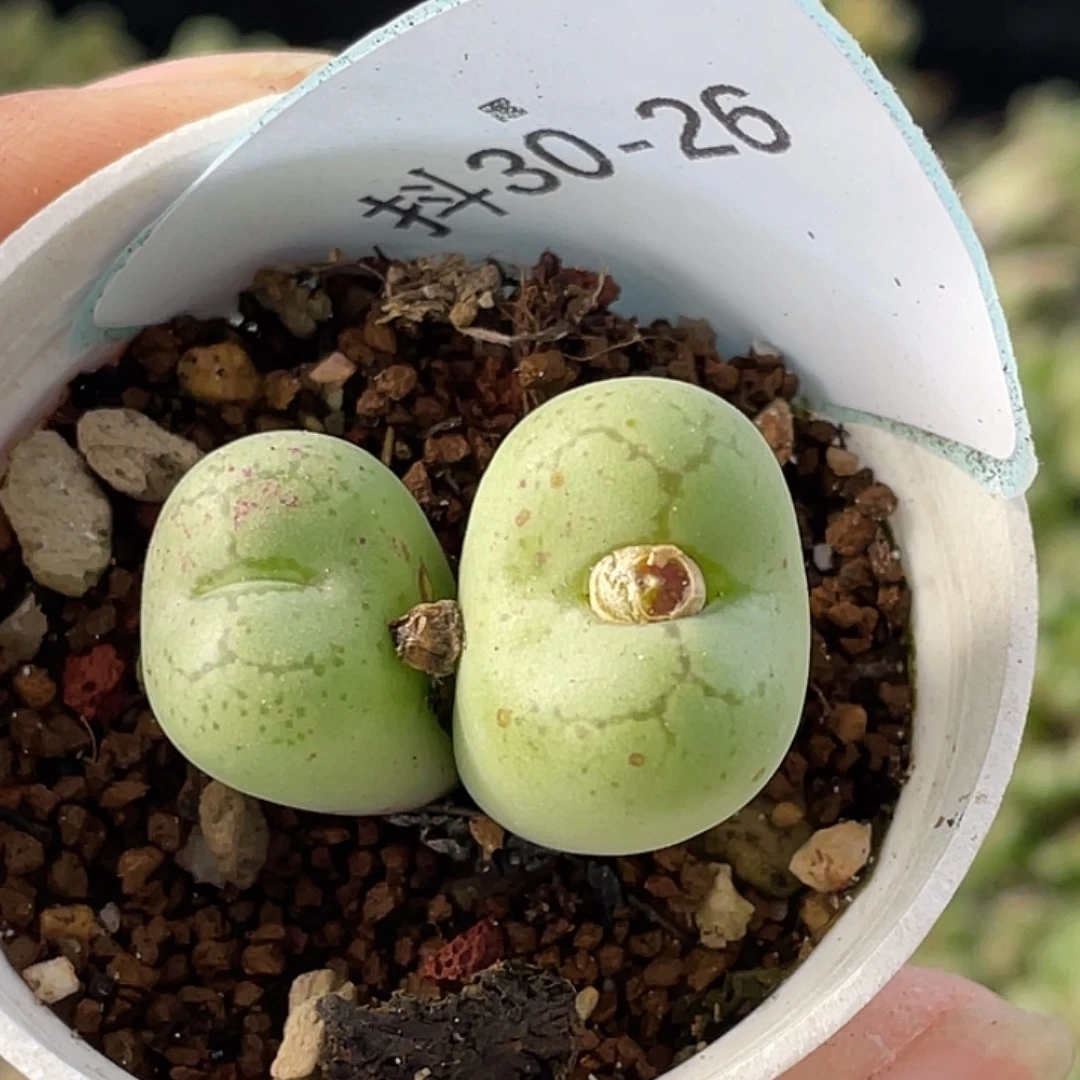 30-26猴多肉植物肉锥