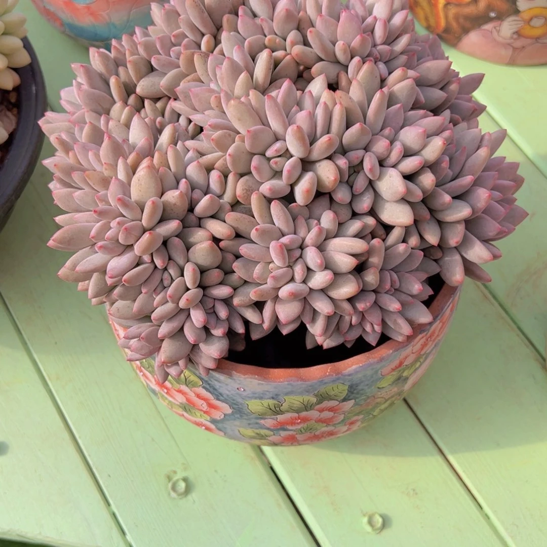 伴夏缀1111111111111