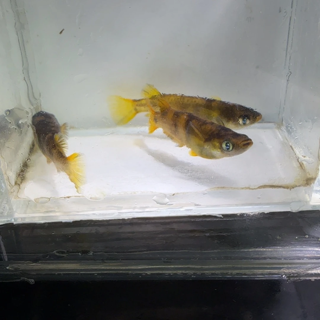 青鳉鱼一物一拍180