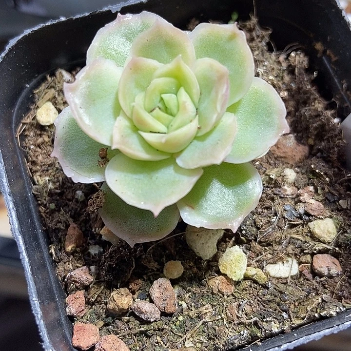 多肉植物虾饺1990