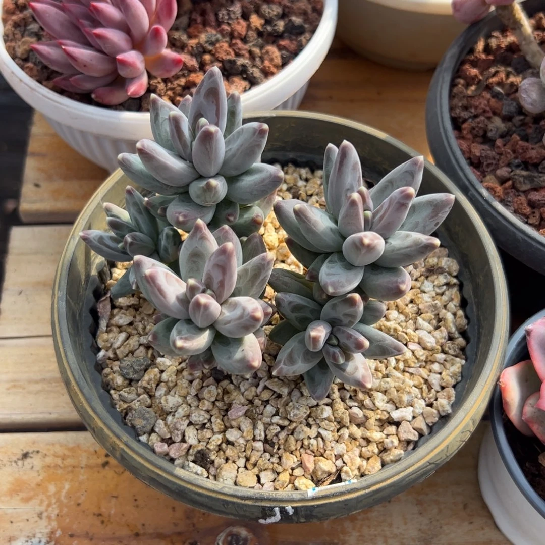 多肉乌拉克拉【满18包邮】