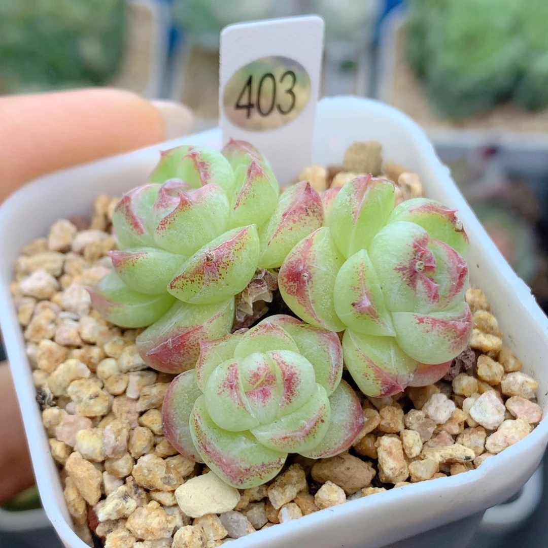58包邮  群生不包整403
