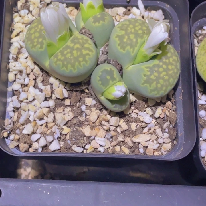 455555554547578785557