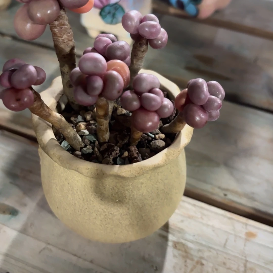 胭脂精品多肉12051