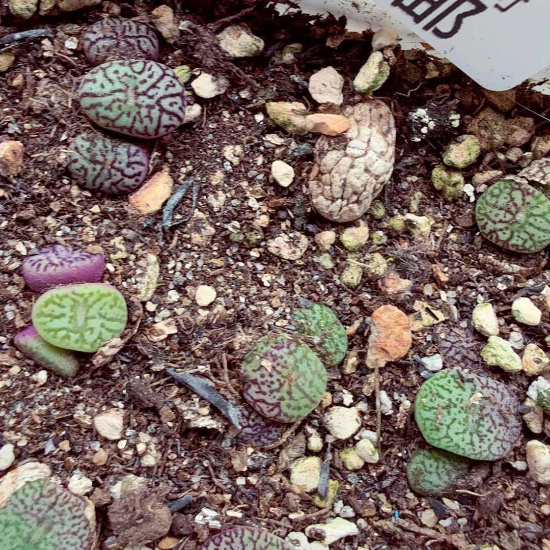 好了好呀这段太389