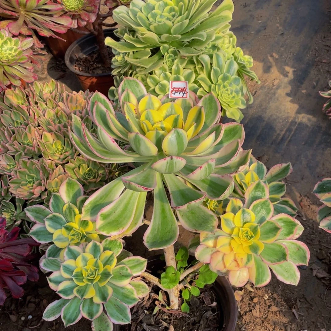 阳**媚444鲜花老桩有疤灿烂