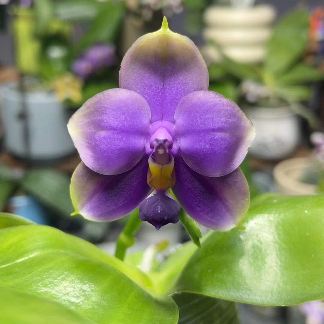 完全开放双11特惠