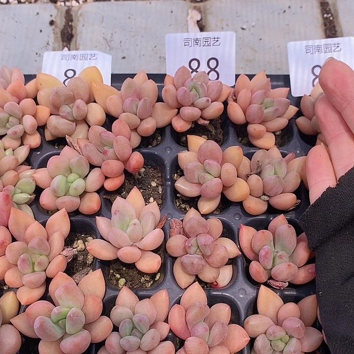 88-89 多肉植物盆栽花卉