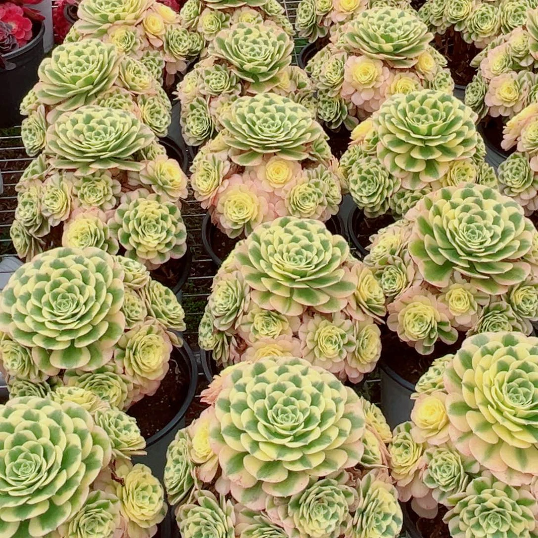 迈巴赫量拍多肉法师一个（带盆带土发货）