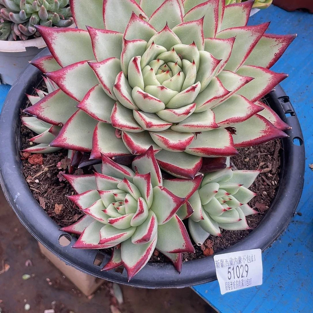 鱼****～红檀乌木51029多肉