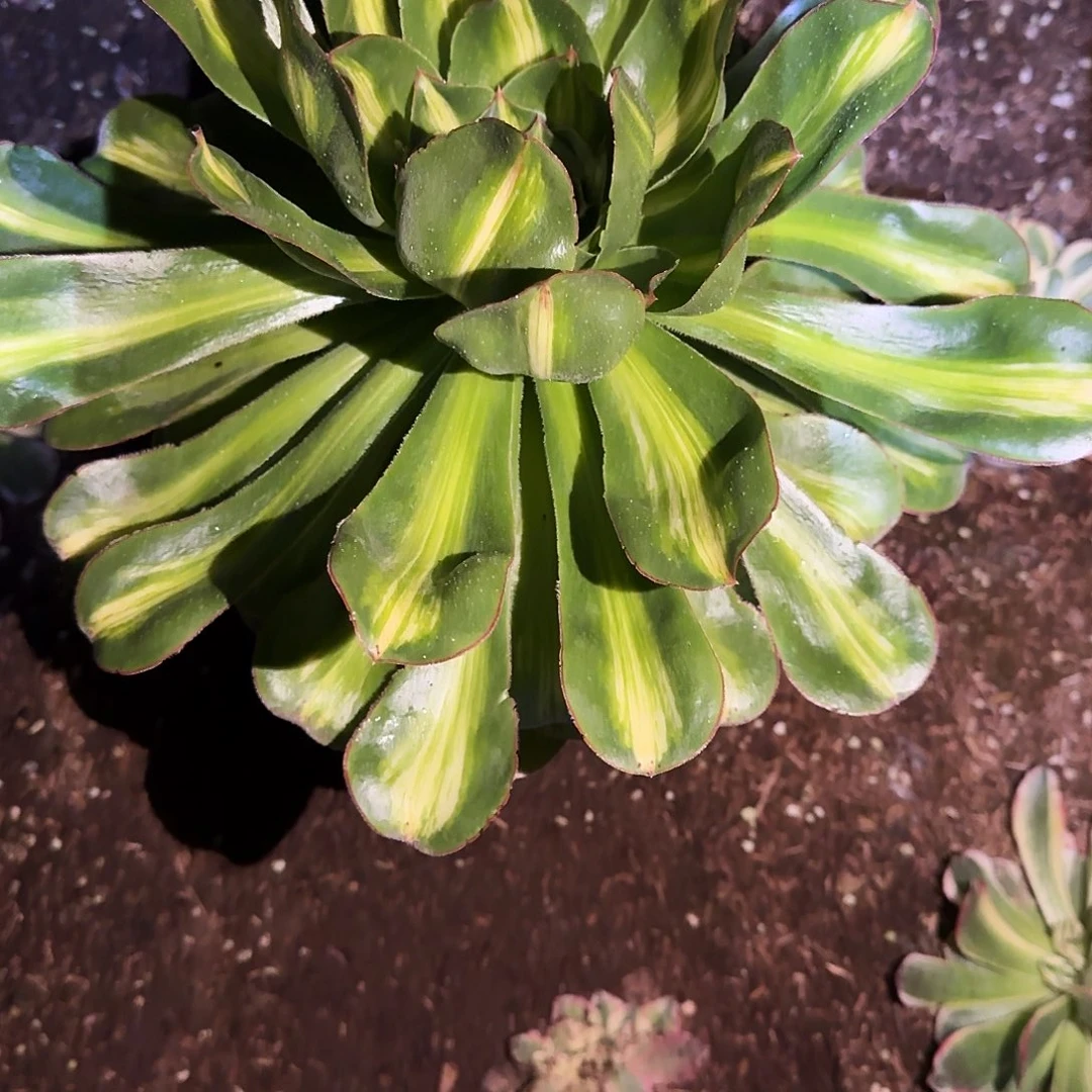 多肉植物燕姿锦0001