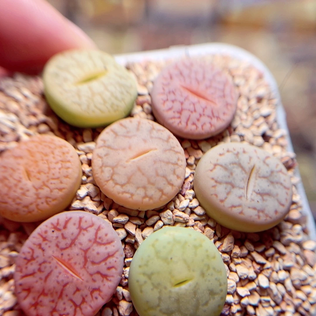 266号带盆盆人包邮发货