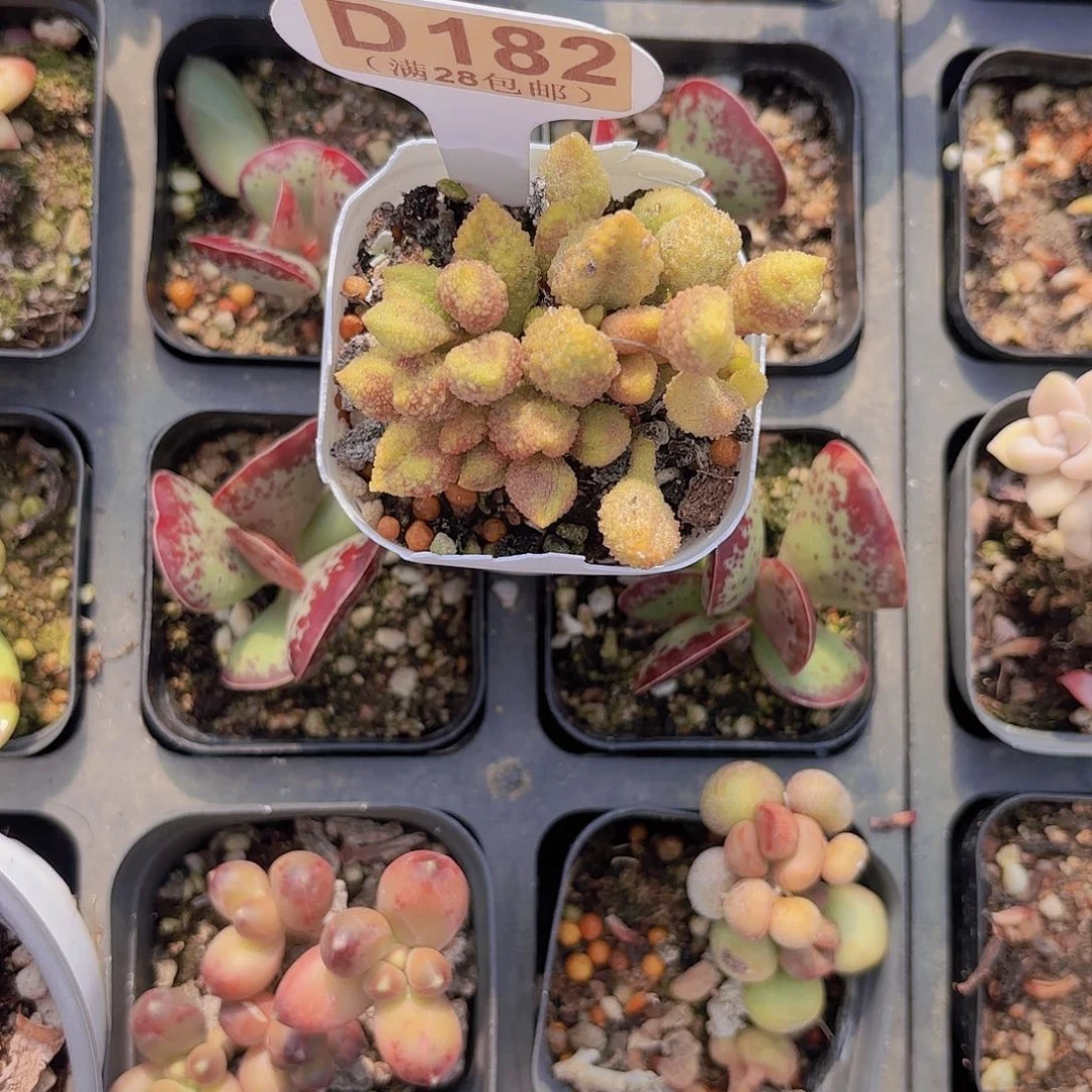 D182荔枝皮一物一拍