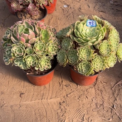 213多肉植物组合，