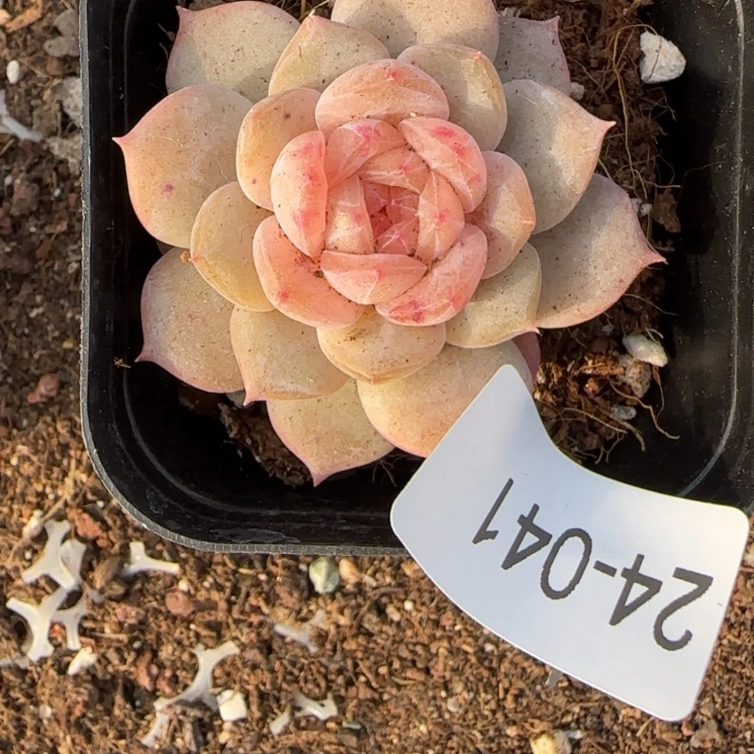 小卡拉米糖心一物一拍