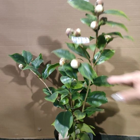 903白锦辉，原盆原土发货