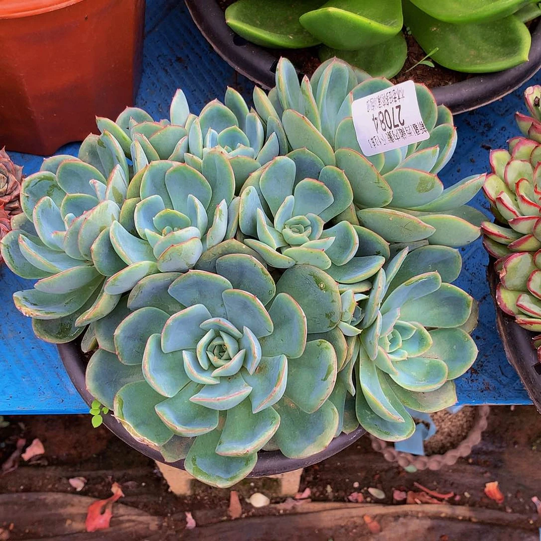 秋***和   晨露多肉27084