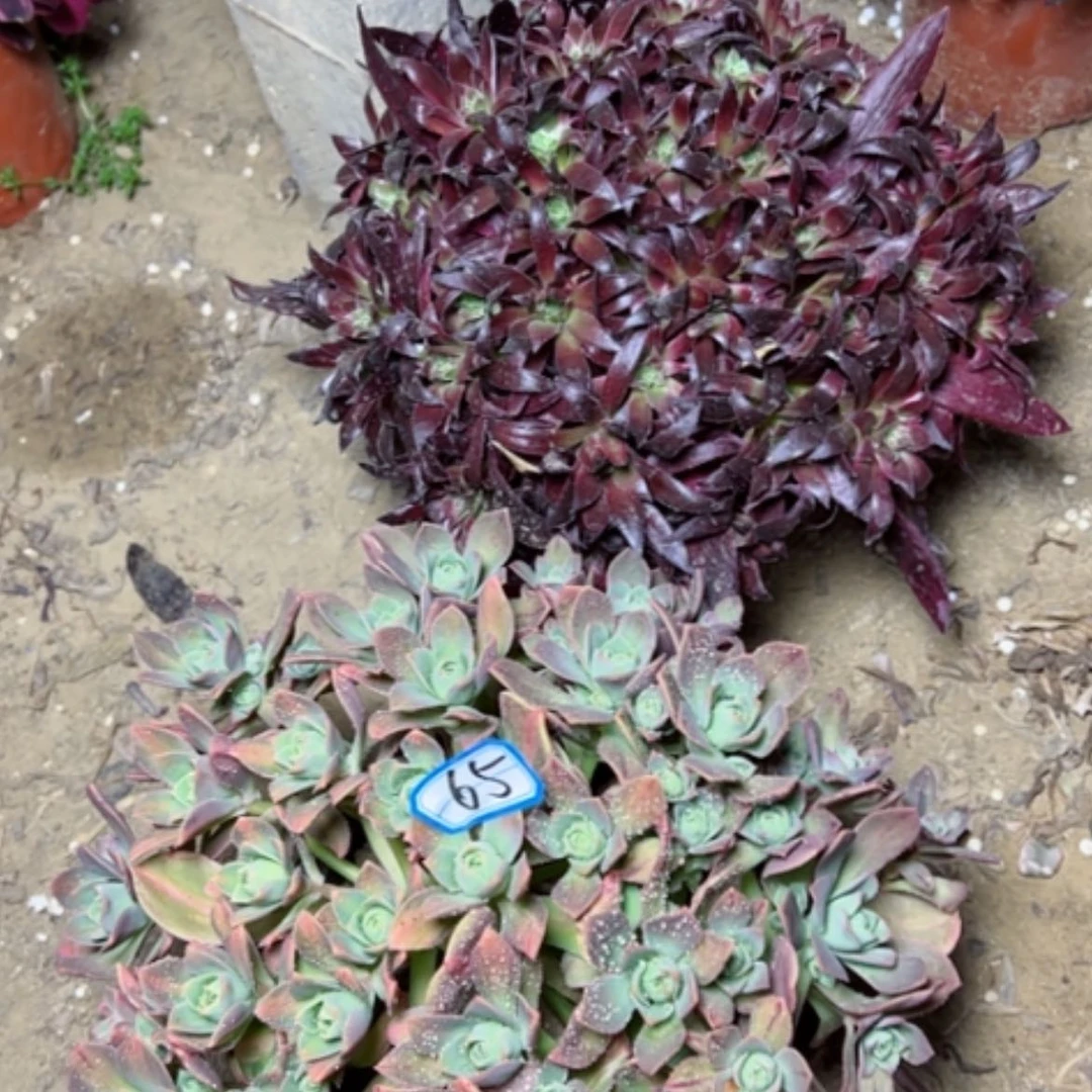 【闪购商品】夏*?多肉植物两个65