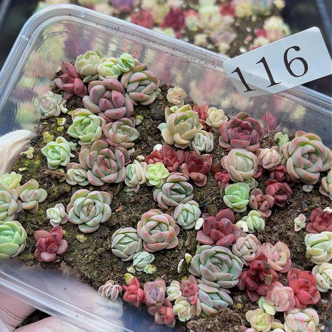 多肉植物多肉植物116