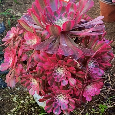 粉铜捧花861号链接