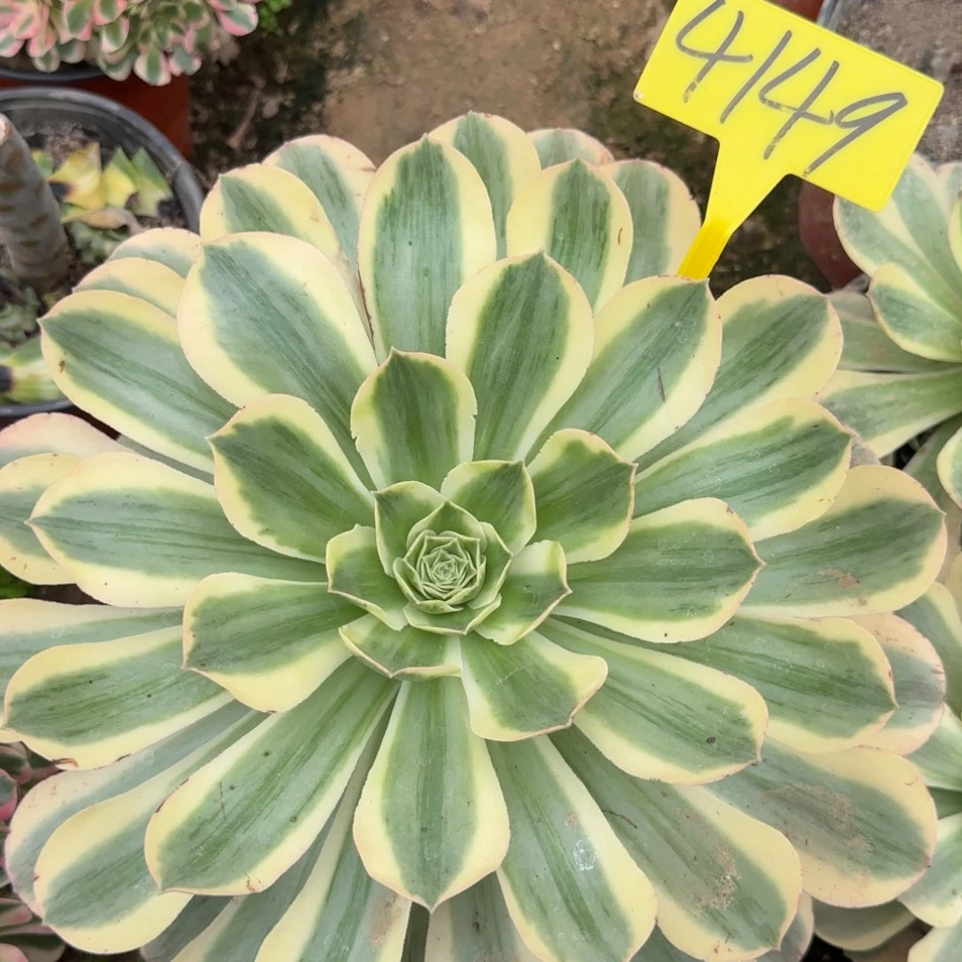 4119++多头多肉植物