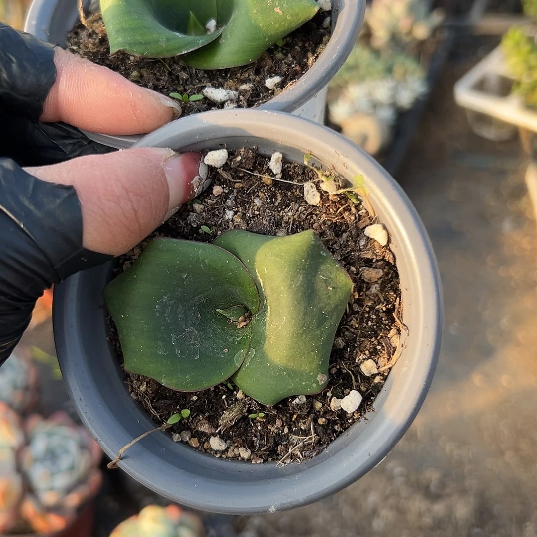 多肉植物两颗艳镜