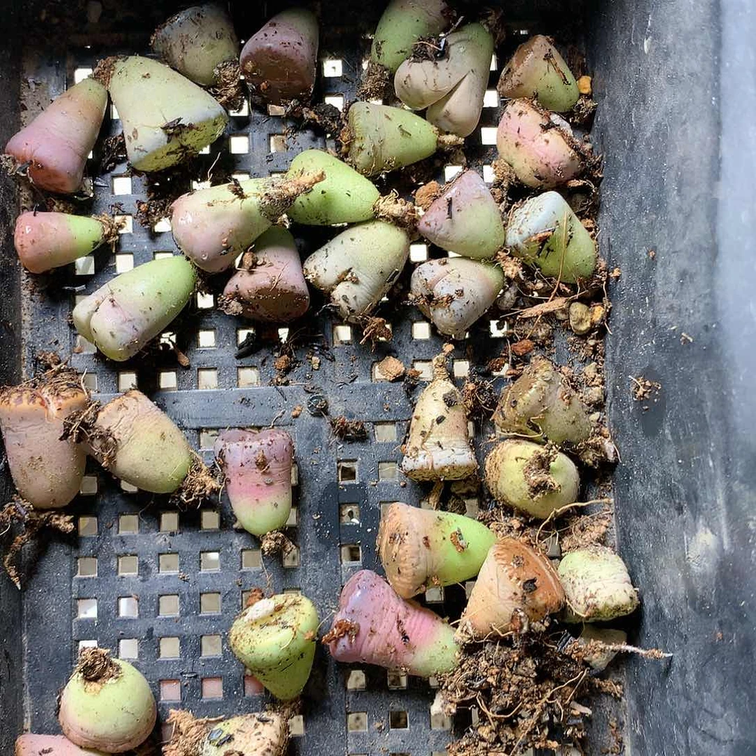 思****兮E75多肉植物保护研究所