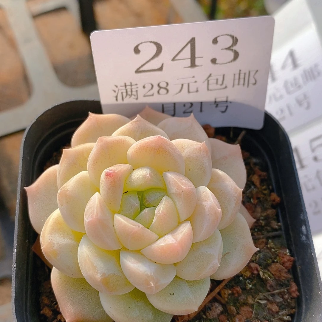 【闪购商品】云243