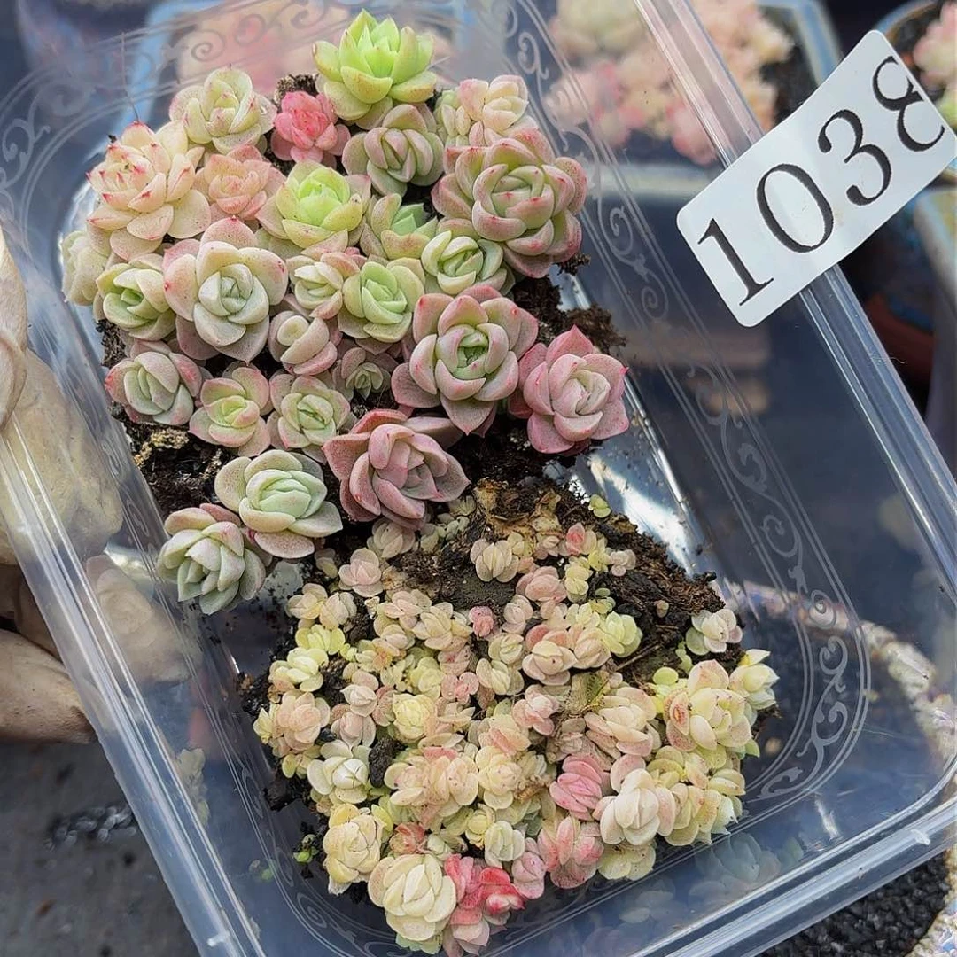 多肉植物多肉植物1038